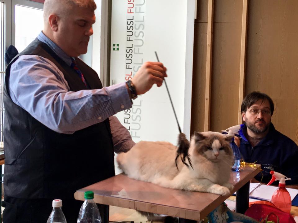 /images/Galeria/Kiállítások (Cat shows)/12642839_173088353058867_5510570646902407333_n.jpg